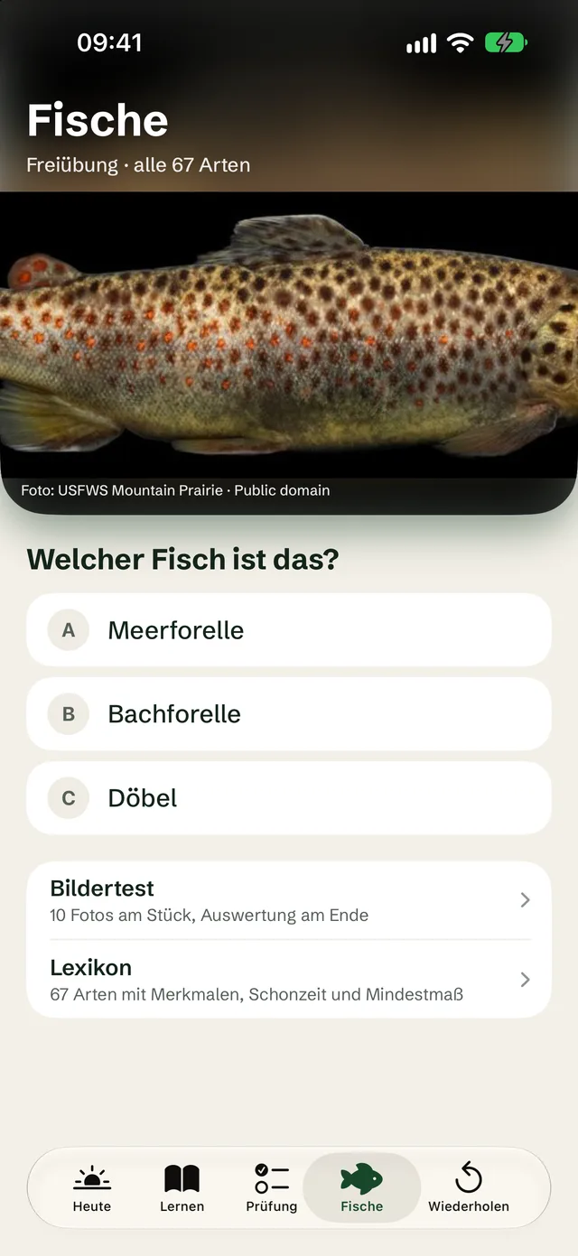 Fische-Übung: Foto eines Stints mit drei Antworten